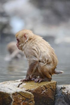 snow monkey with hot springs in nagano japan