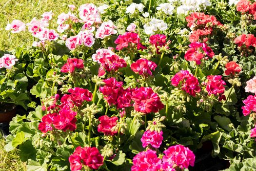 flowering geraniums in a spring flower market