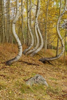 curved aspen tree in colorado