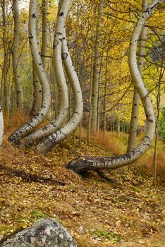 curved aspen tree in colorado