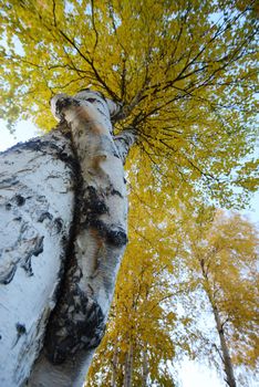 crooked aspen tree