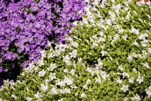 blue and white campanula flowers on a flower market