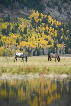 horse with fall color in teton village