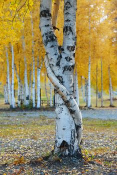 crooked aspen tree