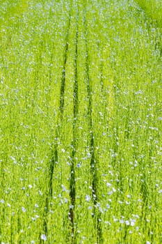 Large field of flax in bloom in spring