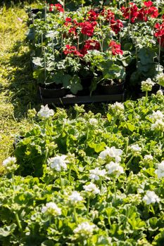 flowering geraniums in a spring flower market