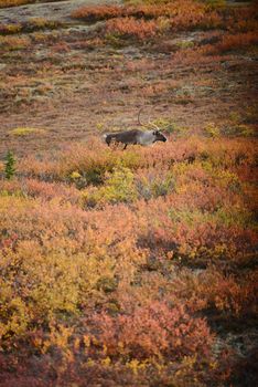 caribou in denali fall color