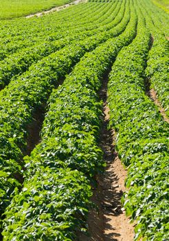 Large potato field with potato plants planted in nice straight rows