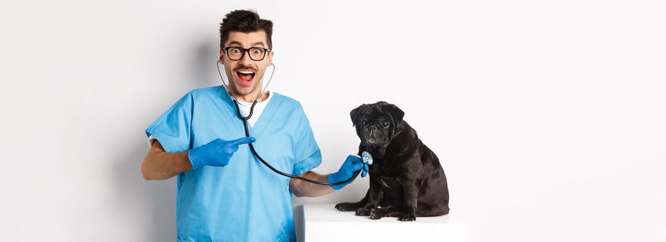 Handsome veterinarian at vet clinic examining cute black pug dog, pointing finger at pet during check-up with stethoscope, white background.