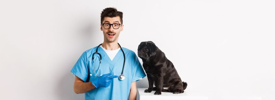 Amazed doctor staring at camera, male veterinarian pointing finger at cute black pug dog on examination table, white background.
