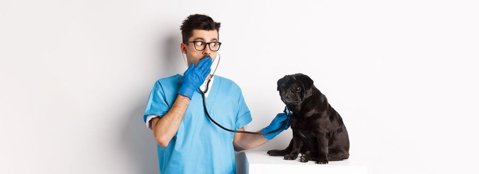 Shocked doctor in vet clinic examining dog with stethoscope, gasping amazed while cute black pug sitting still on table, white background.
