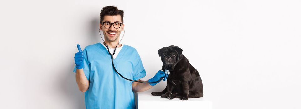 Handsome doctor veterinarian smiling, examining pet in vet clinic, checking pug dog with stethoscope, showing thumbs-up and smiling satisfied, white background.