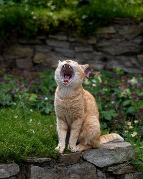 Ginger cat yawning in the garden, close-up photo of yawning ginger kitten