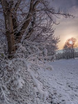 Winter sunrise with trees covered with fresh snow, snowy landscape photo