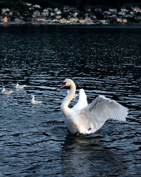 White swan swimming in the lake, bird called flapper or a cygnet