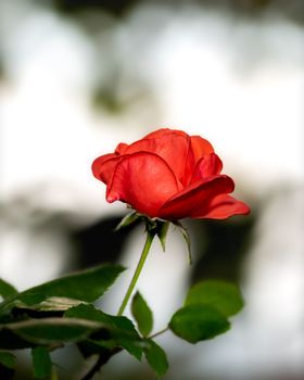 Red rose flower on blurred background, close-up photo of red rose flower