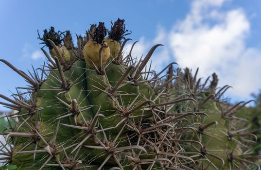 Ferocactus latispinus is a species of barrel cactus native to Mexico.