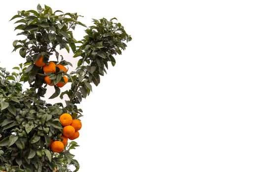 orange tree with its fruits isolated on white background