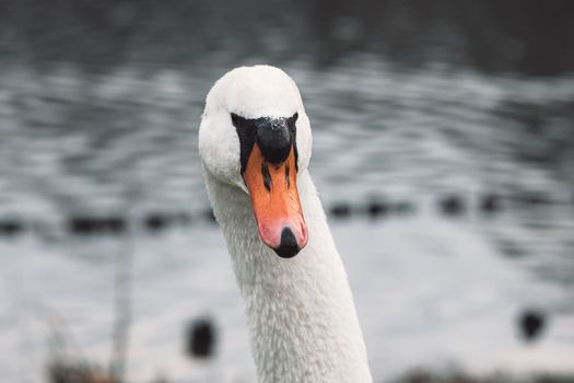 Beautiful white swan. Close up at swan face. White swan swimming in pond.