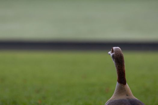 Portrait of Beautiful funny nile goose. Beautiful Egyptian goose. Goo