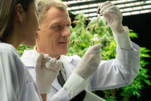 Male and female scientist looking their gratifying CBD oil product in dropper lid bottle. Grow facilities for cannabis plants in curative indoor farm.