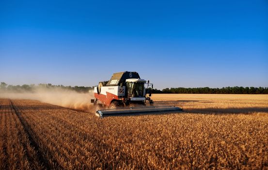 Harvester works in the field. Combine Harvesting Wheat. Field field of cereals during harvesting. Modern equipment works. 07.07.22, Rostov region, Russia.