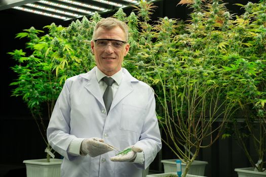 Scientist researching cannabis hemp and marijuana plants in gratifying indoor curative cannabis plants farm. Cannabis plants for medicinal cannabis products for healthcare and medical purposes.