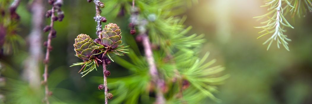 Japanese larch. Fresh green leaves of Japanese larch, Larix kaempferi in summer. Larch cones on a branch