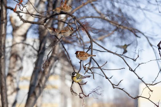A beautiful little sparrow on a branch in winter and flies for food. Other birds are also sitting on the branches.