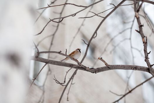 A beautiful little sparrow on a branch in winter and flies for food. Other birds are also sitting on the branches.