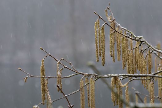 Close-up of yellow flowering hazelnut catkins on blurred background. Snowy day.