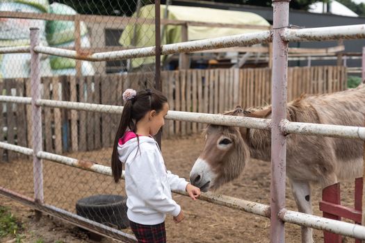Little girl feeding donkey carrot