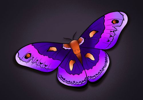 fantastic butterfly moth bright illustration art with background