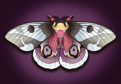 fantastic butterfly moth bright illustration art with background