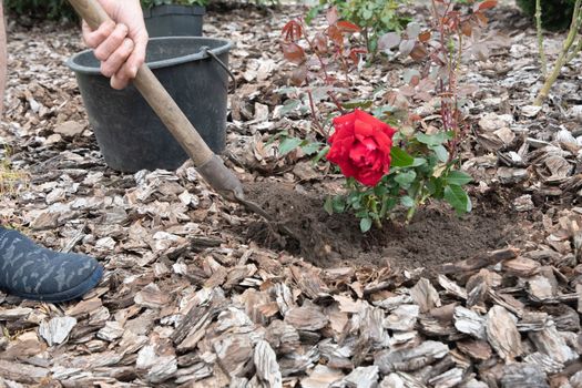 the gardener covers the planted rose with earth, spring seasonal work in the garden, High quality photo