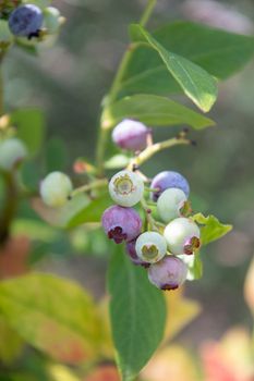 colorful unripe green, blue, purple blueberries on a branch, summer harvest, berry picking, fruits hanging on blueberry bush in the garden on a sunny day. High quality photo