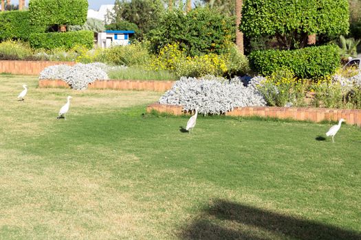 Little white egret on grass in sunny Egypt.