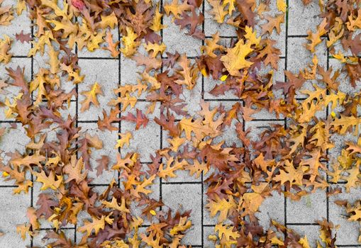 Beautiful Autumn Foliage Leaves in Golden and Red Hues - Autumn Background