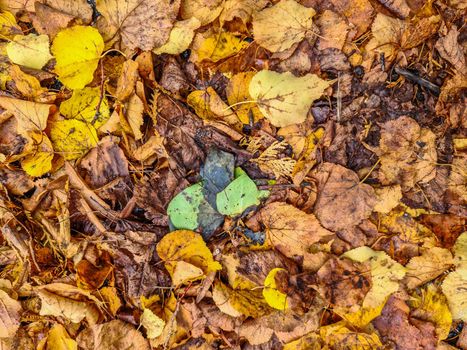 Beautiful Autumn Foliage Leaves in Golden and Red Hues - Autumn Background