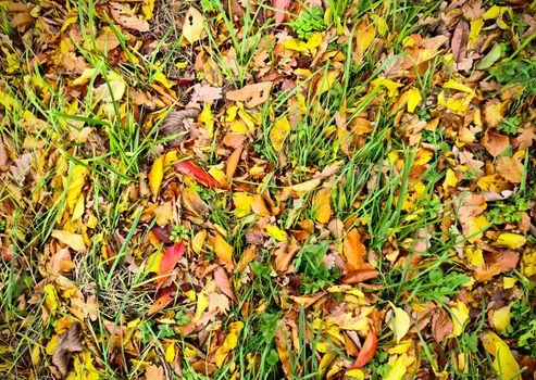 Beautiful Autumn Foliage Leaves in Golden and Red Hues - Autumn Background