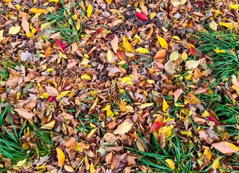 Beautiful Autumn Foliage Leaves in Golden and Red Hues - Autumn Background