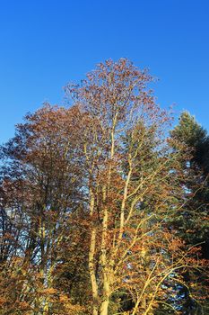 View of a treetop on a summery day.