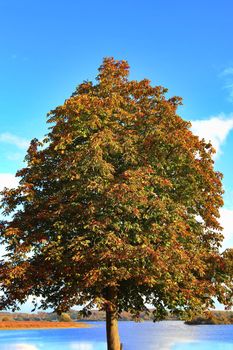 View of a treetop on a summery day.