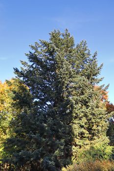 View of a treetop on a summery day.