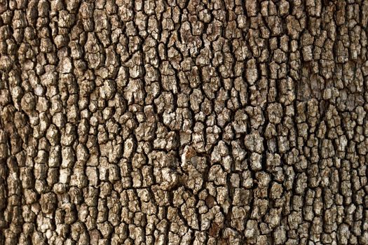 Old Wood Tree Texture Pattern Background in sunny day.