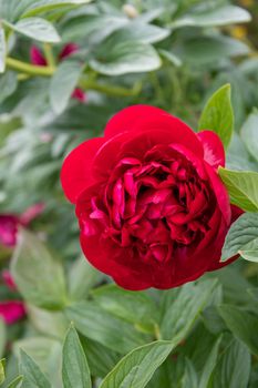 luxurious red peony flower head against the background of green leaves. High quality photo