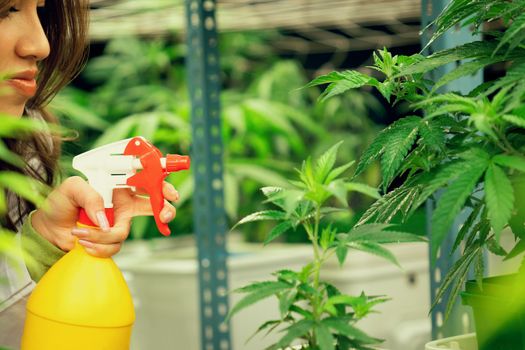Closeup female scientist farmer using spray bottle on gratifying cannabis plants in the curative indoor cannabis farm, greenhouse, grow facility. Concept of growing cannabis plant for medical purpose.