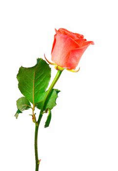 Red rose flower with clipping path, side view. Beautiful single red rose flower on stem with leaves isolated
