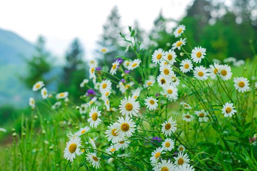 chamomile glade against the background of mountains