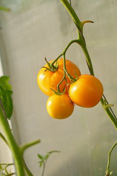 Yellow tomatoes of varying ripeness grow in a polycarbonate greenhouse.